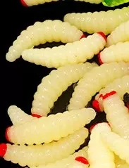 Účinná imitace velké larvy hmyzu v realistickém provedení. - Umělý červ 2cm-přírodní