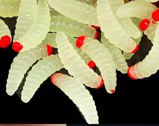 Účinná imitace velké larvy hmyzu v realistickém provedení. - Umělý červ 2cm-transparentní